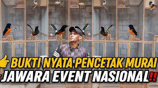 Download lagu UNVEIL‼️ SUCCESS STORY OF A MURAI BATU BREEDER WHO WINS A NATIONAL EVENT IN WEST JAVA🔥 mp3 Download lagu UNVEIL‼️ SUCCESS STORY OF A MURAI BATU BREEDER WHO WINS A NATIONAL EVENT IN WEST JAVA🔥 mp3