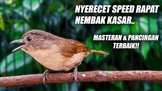 Download lagu FLAMBOYAN GACOR FULL BESETAN NEMBAK NYERECET NGEBREN PANJANG SANGAT BAGUS UNTUK MASTERAN & PANCINGAN mp3 Download lagu FLAMBOYAN GACOR FULL BESETAN NEMBAK NYERECET NGEBREN PANJANG SANGAT BAGUS UNTUK MASTERAN & PANCINGAN mp3