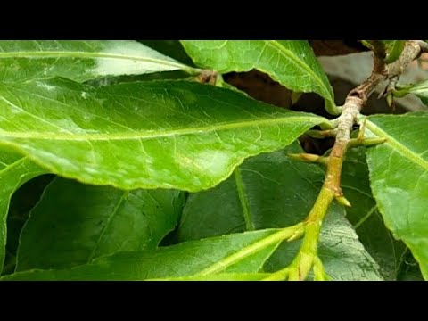 Mai vàng có nụ kim rồi có cần bấm chặn đọt hay không