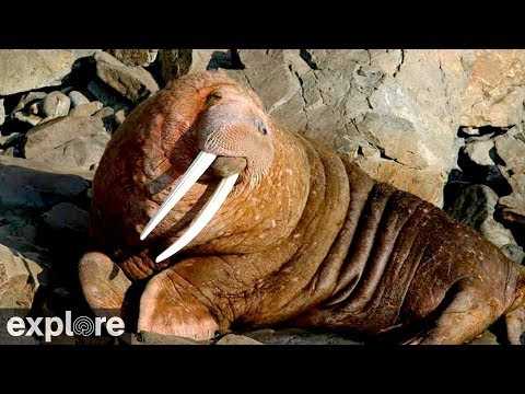 Live webcam view of First Beach Walrus Haulout