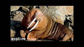 ラウンド島 セイウチ観察（ウォルラス諸島州立野生動物保護区）
