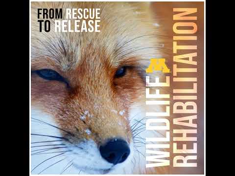 S4E11 Eastern Box Turtles with Debbie Sykes Part 2