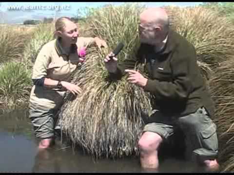 Wetland plants and water quality