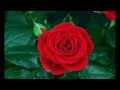 Rose Rose Roja Poove