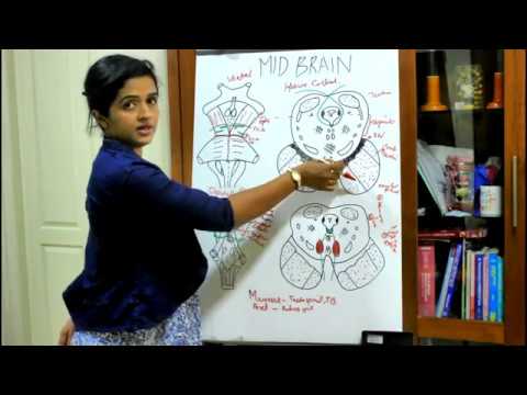 Neuroanatomien - Der Hirnstamm - Teil 3 - Das Mittelhirn - Dr. Rose Jose MD