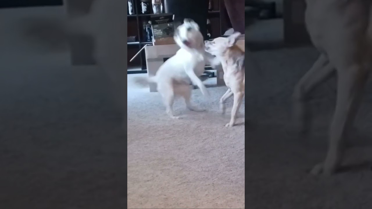 Enlarge Olivia, a ADOPTABLE mixed breed in Scottsdale, AZ video 5/6