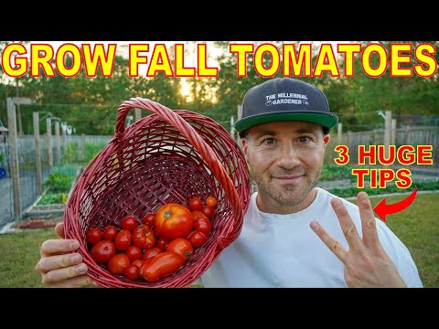 , title : '3 Reasons Your Fall Tomatoes FAILED To Ripen [And How To Fix It]'