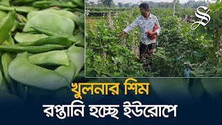 চিংড়ি থেকে শিম চাষে ঝুঁকছেন খুলনার ডুমুরিয়ার কৃষক