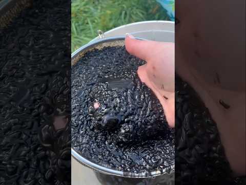 Girl Raised a Frog Army 🐸