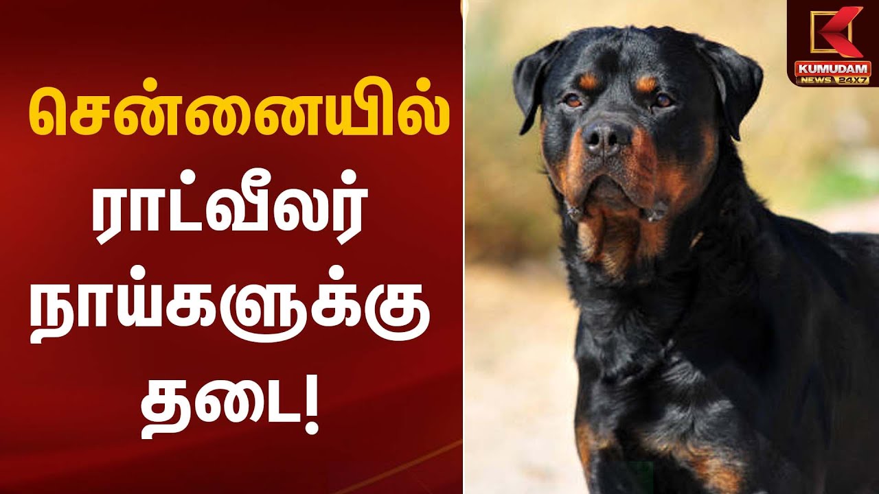 Rottweiler ban | சென்னையில் ராட்வீலர் நாய்களுக்கு தடை | Kumudam News