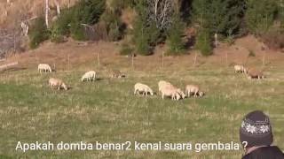 Download lagu Hebohhh !!! Heboh ! Video Domba hanya mendengar suara gembala yang dikenal mp3 Download lagu Hebohhh !!! Heboh ! Video Domba hanya mendengar suara gembala yang dikenal mp3