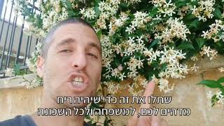 פריחה ריחנית מדהימה כמו של יסמין