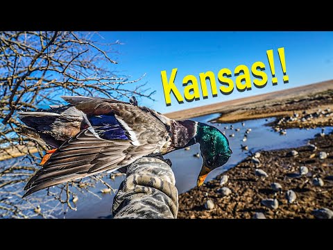 Kansas Waterfowl Hunt! - Pintails, Mallards and Geese!