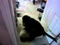 Dog Humping Bed Slowly