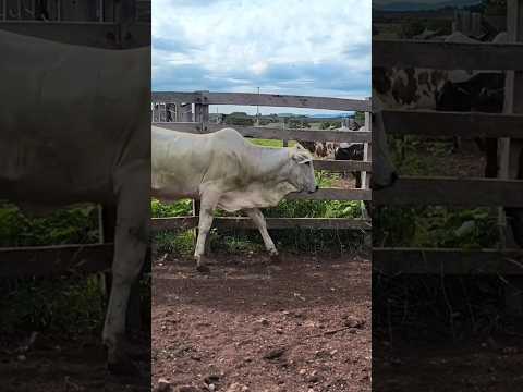 novilhas a venda extra ✅ cabeceira de cima. Araguapaz -go #roça #nelore #compras #nalida