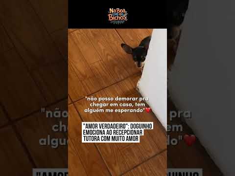 Pinscher se emociona ao reencontrar tutora em Santa Catarina e vídeo encanta a internet