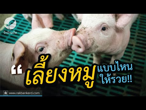 สถาบันหาผู้หญิงด่วน ครีมค้อนของ ธ อร์ซื้อ