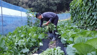 가을 무 씨앗으로 파종 후 솎아 주지않고 36일만에 뽑아보면??