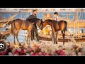 BIG Horse Breeding Secrets Revealed Horse Power New Horse Meet Ing26 Horse​ Meets Horsemeets