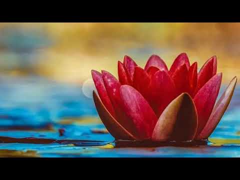 The wonderful color of the flower scene.......