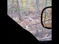 Wild Turkeys Versus House Cat