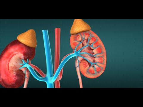 Urine Formation - YouTube