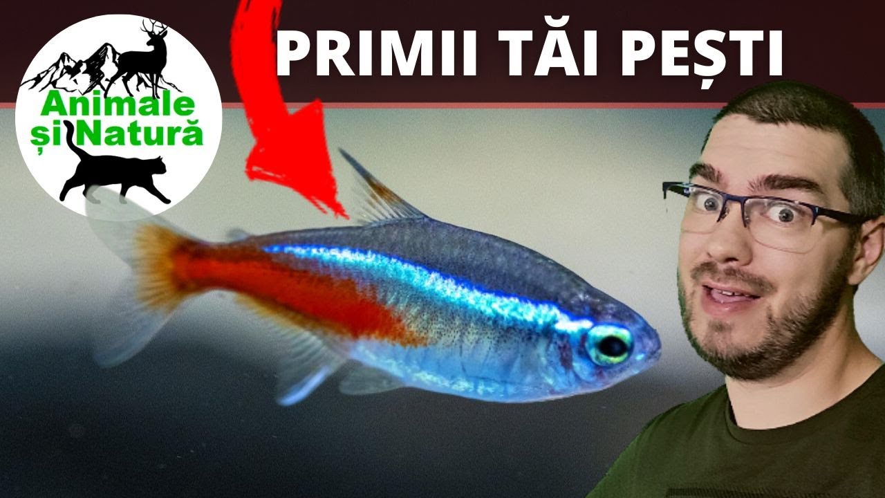 Ce pesti sa cumperi pentru primul tau acvariu