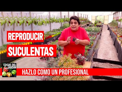 Cómo reproducir suculentas - Secretos de un experto (Cosas del Jardín)