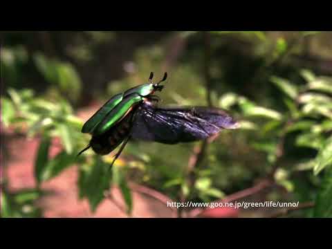 オオアオカナブンの飛翔　マレーシア