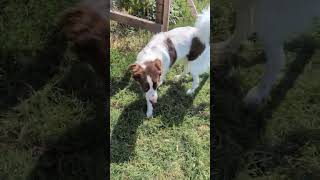 Video preview image #1 Brittany-Colonial Cocker Spaniel Mix Puppy For Sale in Curwensville, PA, USA