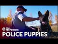 The Beginning Of A Police Dog S Career K9 Mounties Real Responders
