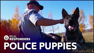 The Beginning Of A Police Dog&#39;s Career | K9 Mounties | Real Responders