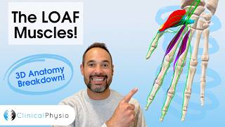 LOAF Muscles Explained | Median Nerve Hand Anatomy for Physiotherapists