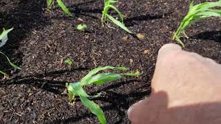 Download Lagu GBear's Off Grid Ways-a Homestead in the Desert, April 14, 2019 Thumbnail