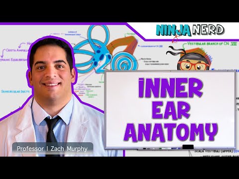 Special Senses | Inner Ear Anatomy