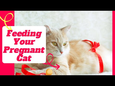 Feeding Your Pregnant Cat : How to Feed a Pregnant or Nursing Cat 9 Steps ! Cat Health Tips 2021