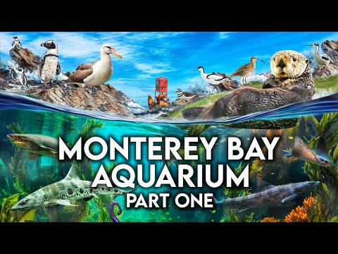 動物園之旅：蒙特雷灣水族館 | 第一部分 (Zoo Tours: Monterey Bay Aquarium | PART ONE)