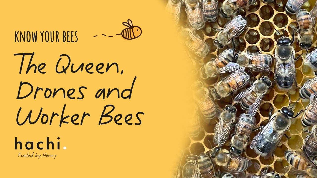 Know Your Bees - The Queen, Drones and Worker Bees