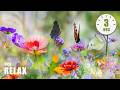 Beautiful Piano Music Relaxing Music Study Music Stress Relief Sleep Music Willow