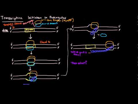 Transcription (Part 3 of 6) - Initiation in Prokaryotes