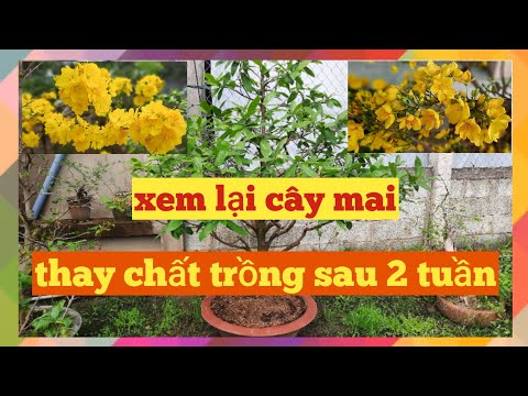 xem lại cây mai vàng thay chất trồng sau 2 tuần