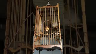 Download lagu Merbah lekir mp3 Download lagu Merbah lekir mp3