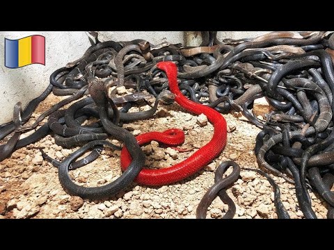 Animalul RAR Care A Fost Observat In ROMANIA