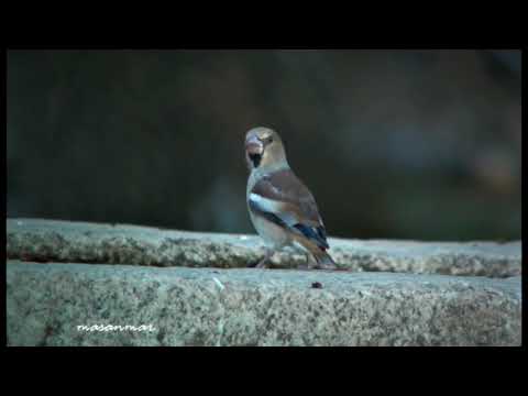 En el pilón. (3) Siempre los mirlos.