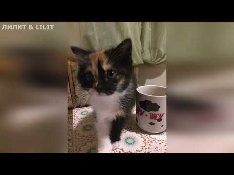 Новая порода кошек - "МЕТИС" ! Моя Тигруля!