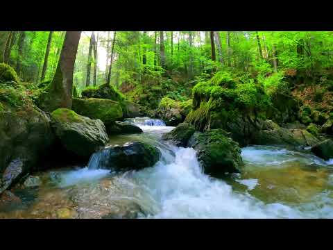 4K Peaceful Babbling Brook in the Woods | Sounds of Nature | Babbling Brook | ASMR | Relaxing