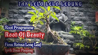 Download lagu Root Programme, Beauty Root Of Ficus Retusa Long Leaf-Tak Lelo Lelo Ledung #lagujawa #rootprogramme mp3