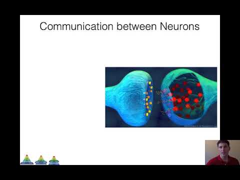 NAU BIO 201 - Lectures 15/16 - Synapses and Neurotransmitters