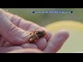 Scientist Warn About Murder Hornet Spread