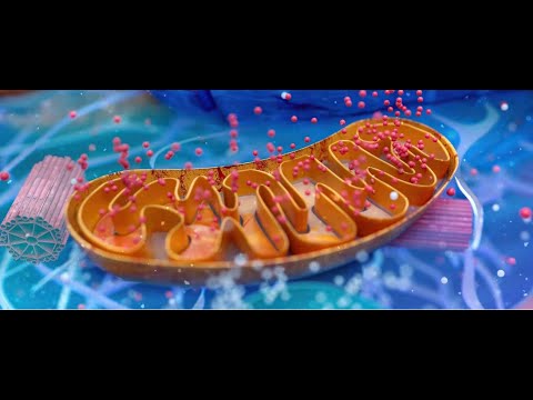 MitoBalance konzultácia